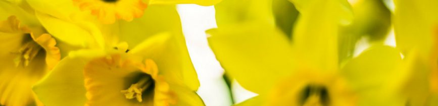 featured CCQ daffodil